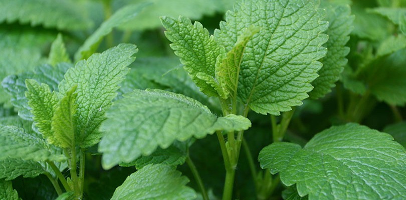 Lemon Balm