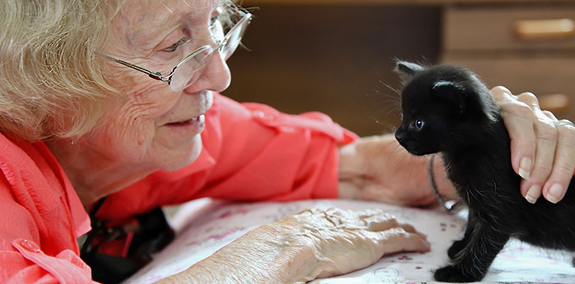 An older woman is gently petting a small black kitten