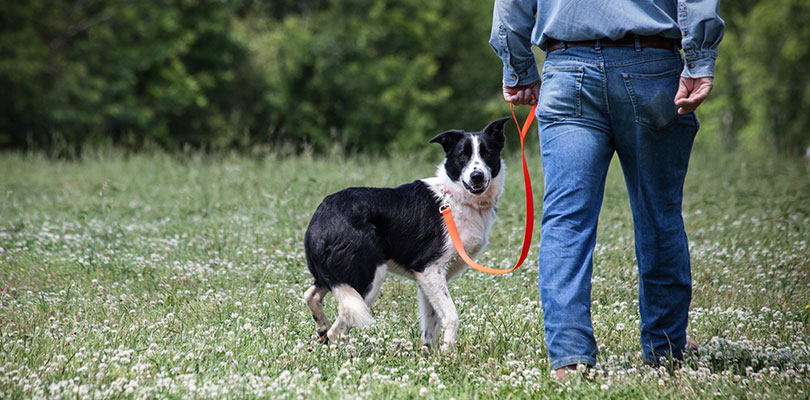 A man is walking his dog in a field 