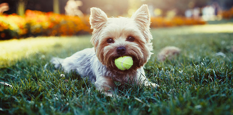 A small Yorkie puppy holds a small tennis ball in its mouth