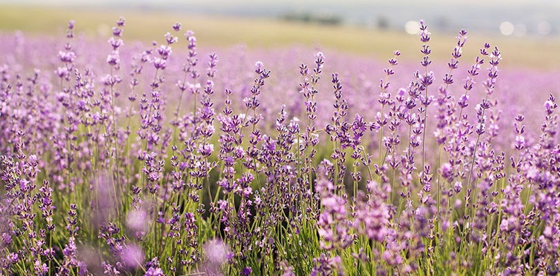 Lavender