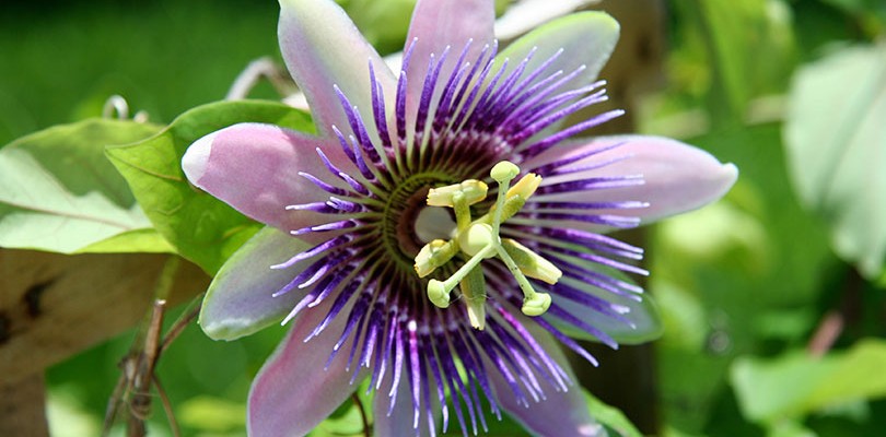 Passionflower