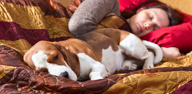 A woman is sleeping in bed while her hound dog lays close to her
