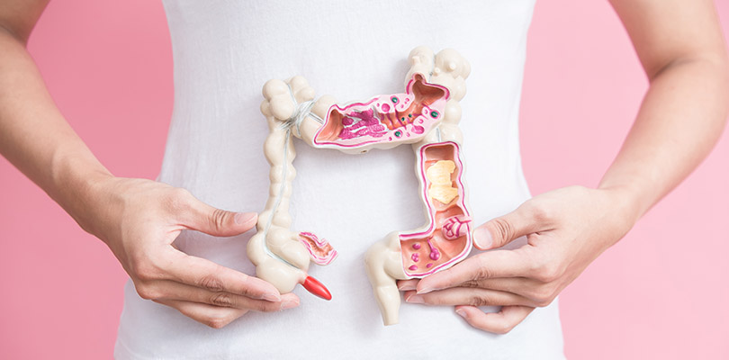 A person is holding an anatomy model of the colon